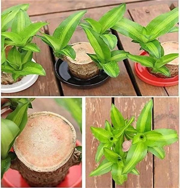 Brazilian Lucky Wood Mini Home Plant Decorations.
