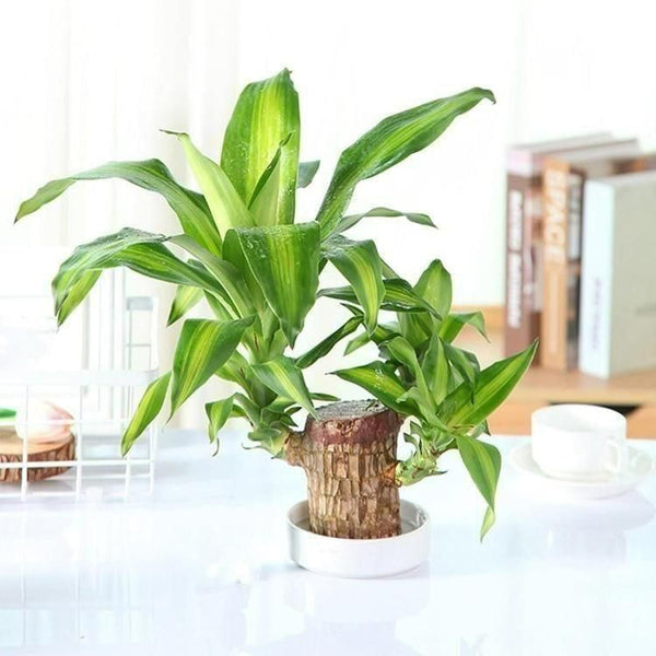 Brazilian Lucky Wood Mini Home Plant Decorations.