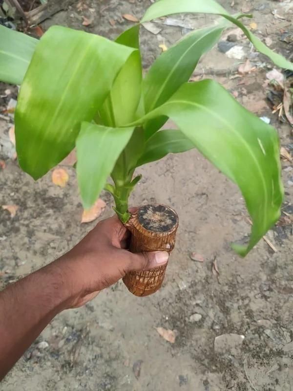 Brazilian Lucky Wood Mini Home Plant Decorations.