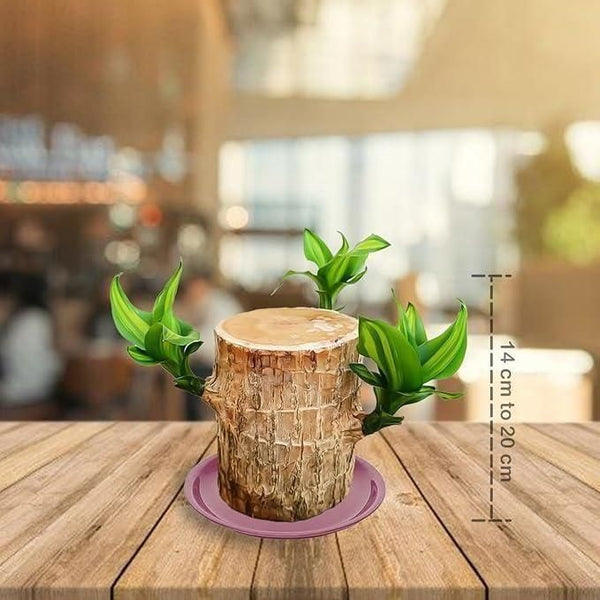 Brazilian Lucky Wood Mini Home Plant Decorations.