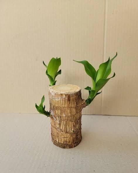 Brazilian Lucky Wood Mini Home Plant Decorations.