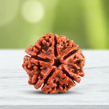 108 Beads Rudraksha Jaap Mala.