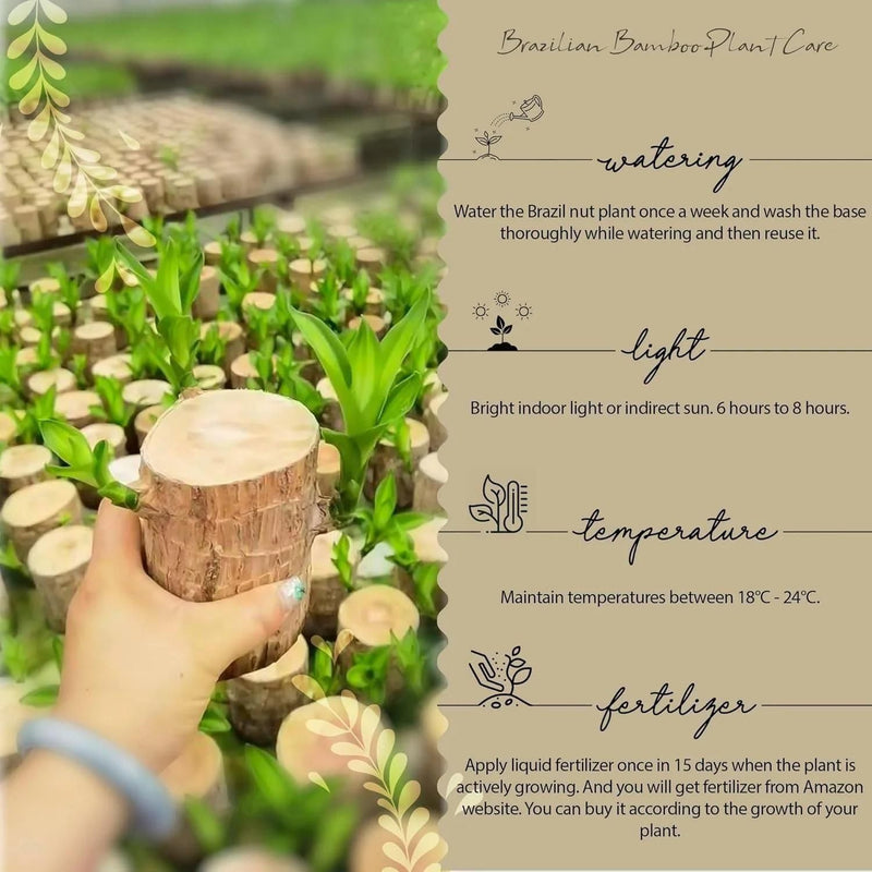 Brazilian Lucky Wood Mini Home Plant Decorations.